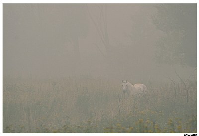 White Horse in White Smoke