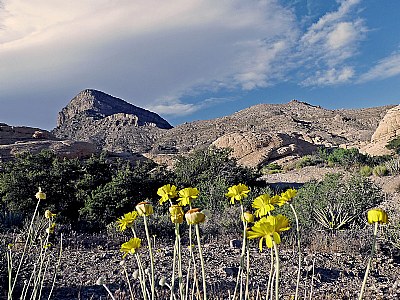 Desert Flowers