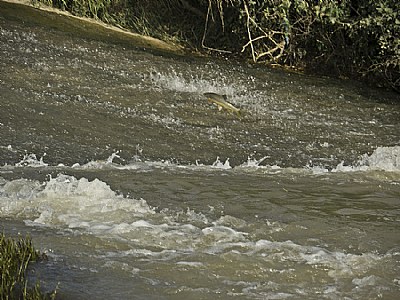 Running Upstream