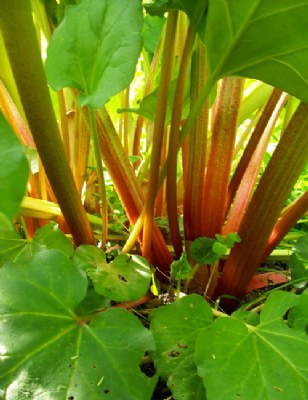 Beauty of Rhubarb