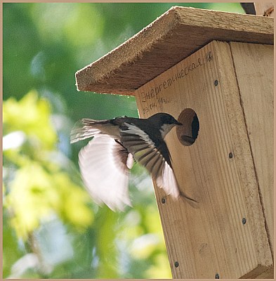 European Pied Flycatcher (1)