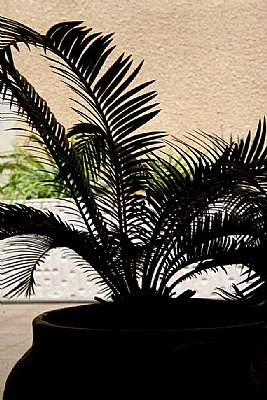 The Palm