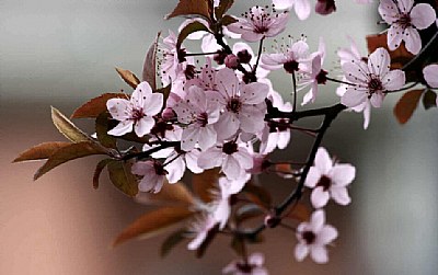 Prunum flower