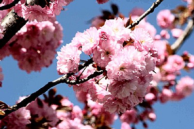 Fiori di ciliegio