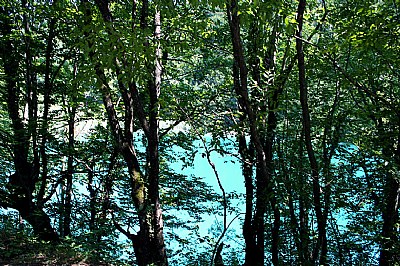 Trees & Lake