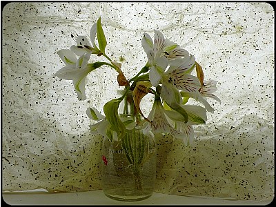 a stillife of lilies