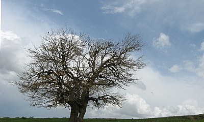 tree & clouds