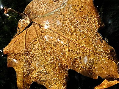 leaf & water 1