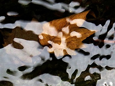 leaf & water 3