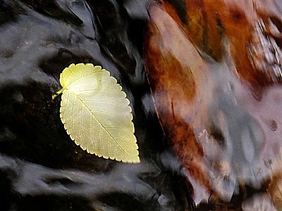 leaf & water 4