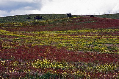 i colori della Sila  