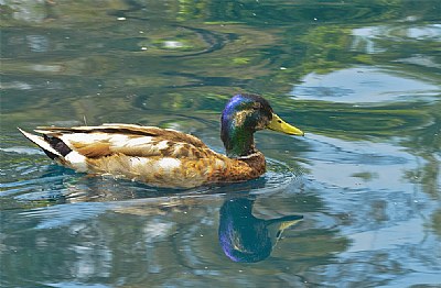 Mallard