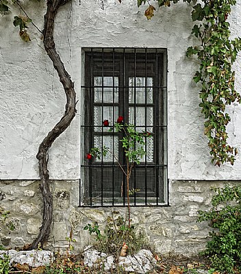 Roses at my Window