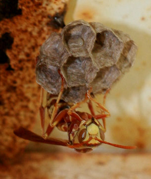 Wasp