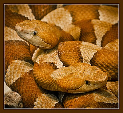 Copperheads