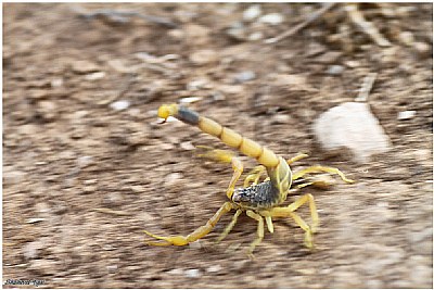 Scorpion on running