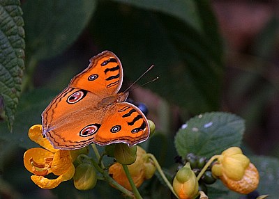 butterfly-12