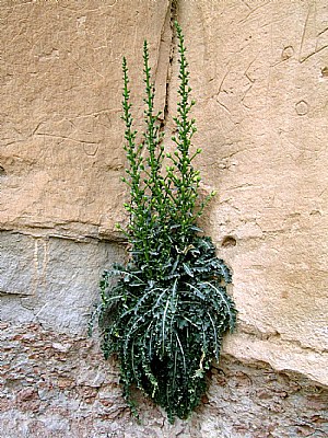 Natural rock plant