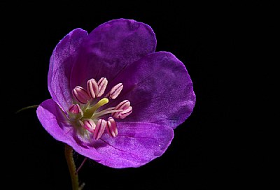 wild geranium