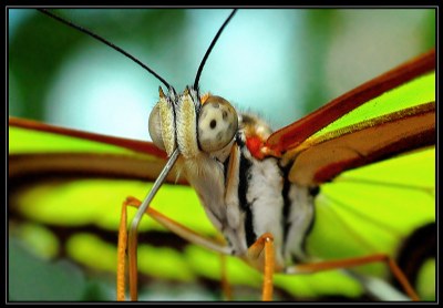 BUTTERFLY PORTRAIT