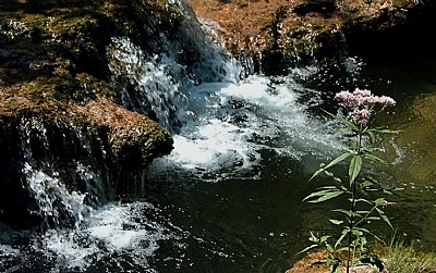 Wild Flower & Water