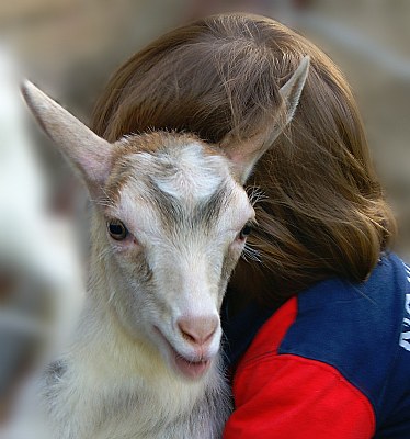 Children love goats