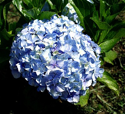 Hortensia