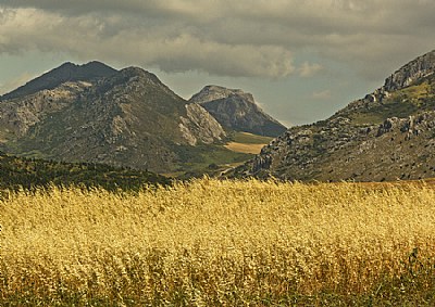 Harvest Time