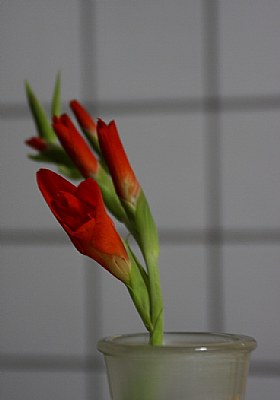 Spring Flower-22-