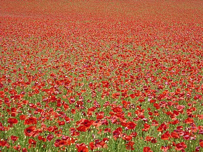 Poppyfield (June 2011)