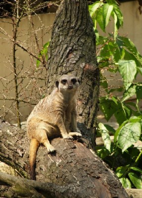 Meerkat posing