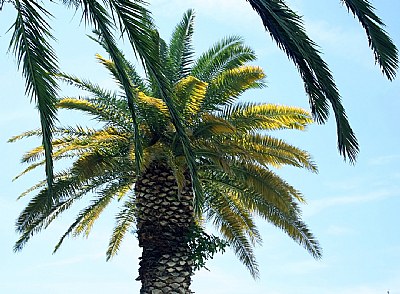 Palm Tree