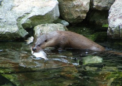 Otter's hunt