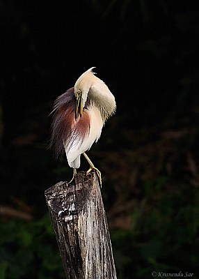 Glamour Bird