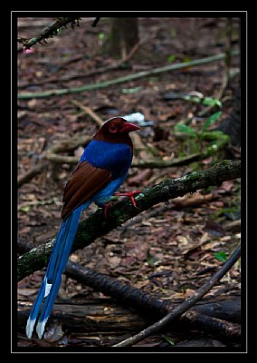 Blue Magpie