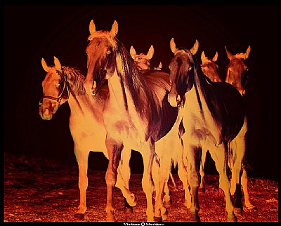 Horses in Fire