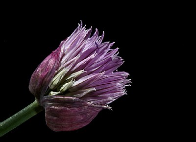 chive flower