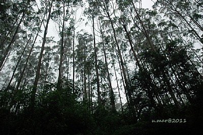 Ciwidey Forest