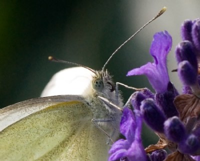 Butterfly on lavender.