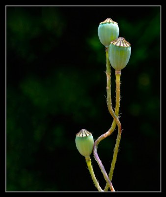 RED POPPY FAMILY 