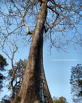 Two handed tree