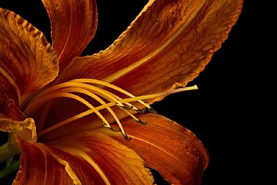 common daylily