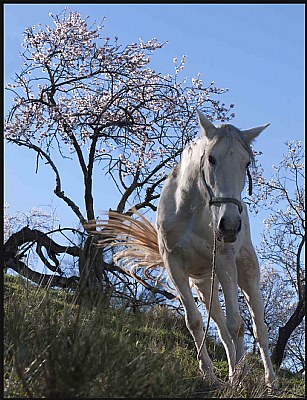 Horse and almond trees