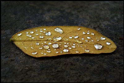 Leaf in Love
