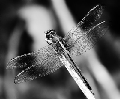 Dragonfly Reworked