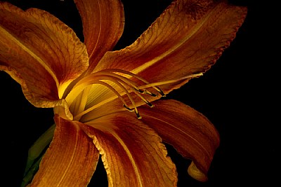 common daylily 2