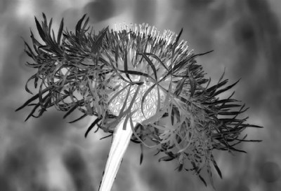 Basketflower Detail