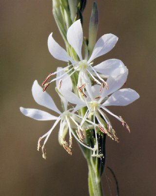 Drought in Bloom