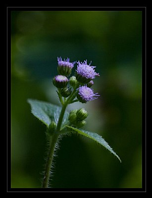 Wild beauties