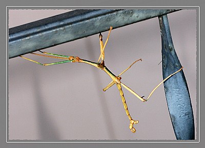 Walking Stick